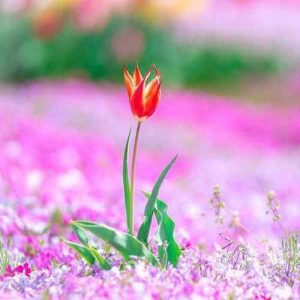 دانلود اهنگ یادته یه روز میگفتم که تو مال مایی دختر